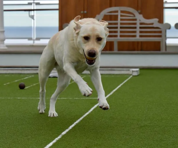 Artificial grass installation for dogs in Boynton Beach