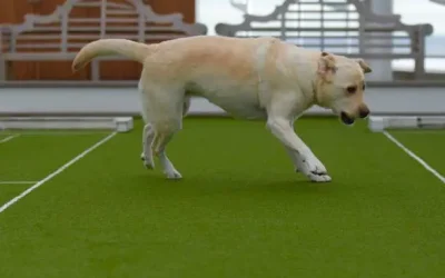 Low maintenance turf for pets installed